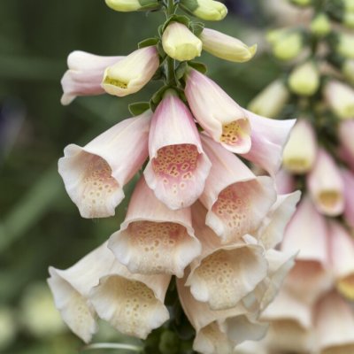 Digitalis hybr. Glory of Roundway, Fingerborgsblomma