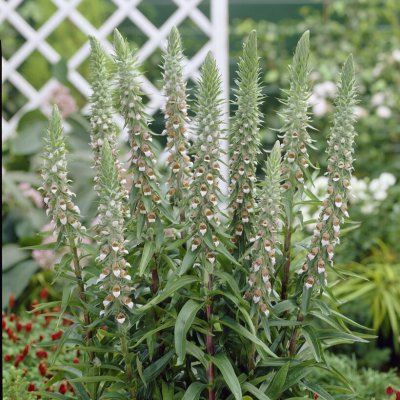 Digitalis lanata, Grekisk Fingerborgsblomma