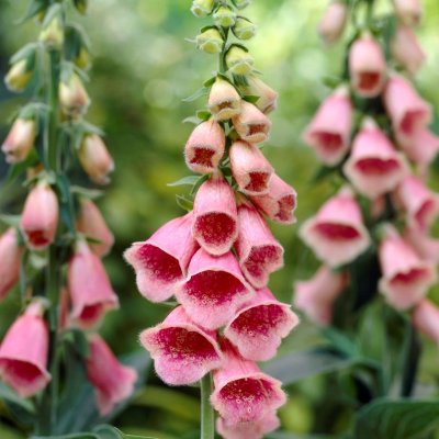 Digitalis mertonensis, Fingerborgsblomma, P9cm