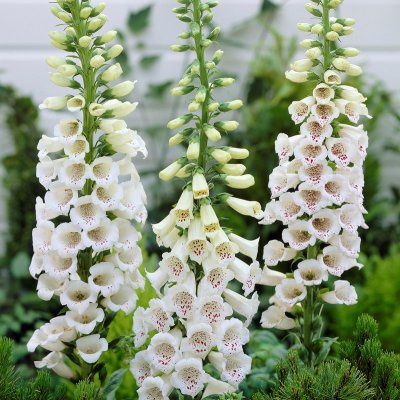 Digitalis purpurea Alba, Fingerborgsblomma