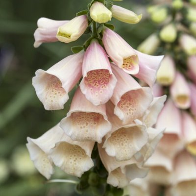 Fingerborgsblomma, Stickling 3-pack
