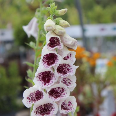 Digitalis purpurea Pam´s Choice, Fingerborgsblomma, C11,5cm