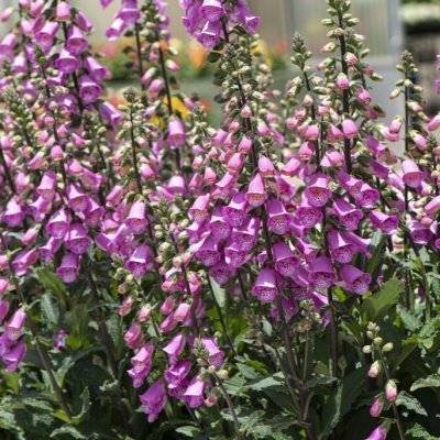 Digitalis purpurea Pink Panther, Fingerborgsblomma