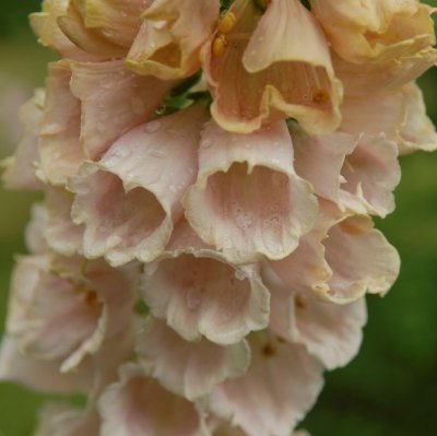 Digitalis purpurea Apricot Beauty, Fingerborgsblomma, P9cm