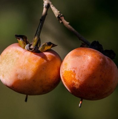 Diospyros kaki, Kaki / Orientalisk Persimon, C5