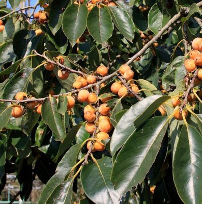 Diospyros lotus, Dadelplommon, C5
