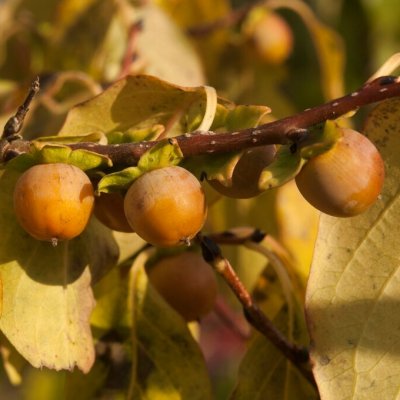 Diospyros virginiana, Amerikansk Persimon, 40-60 C3