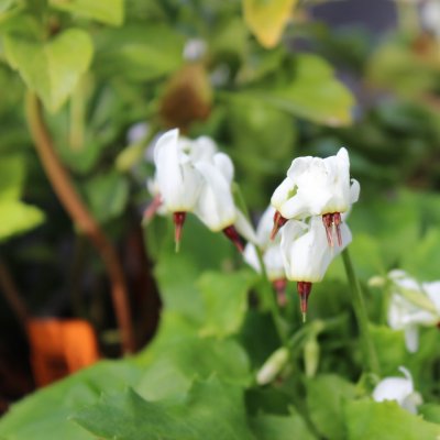 Dodecatheon dentatum, Tolvgudablomma, P9cm