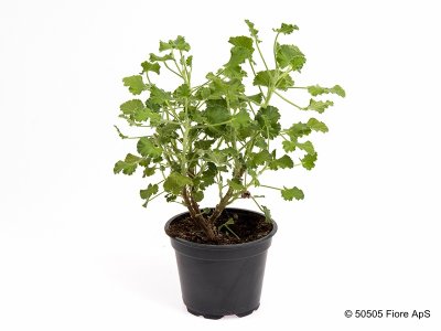 Doftpelargon, kruka, Citronella