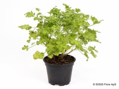 Doftpelargon, kruka, Concolor Lace