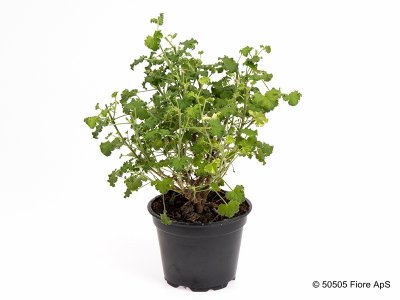 Doftpelargon, kruka, Crispum Minor