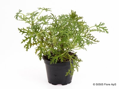 Doftpelargon, kruka, denticulatum
