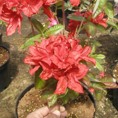Rhododendron Knap Hill Doloroso