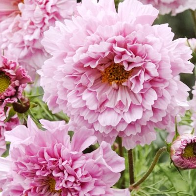 Rosenskära, Double Click Rose Bonbon