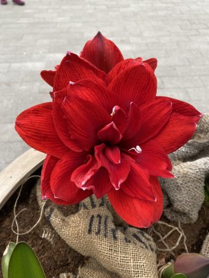 Amaryllis Double Dragon ®