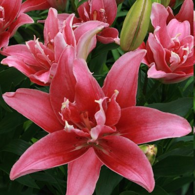 Asiatisk Lilja Double Lady 3st