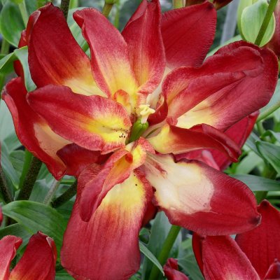 Lilium hybr. Double Sensation, Asiatisk Lilja, P11cm