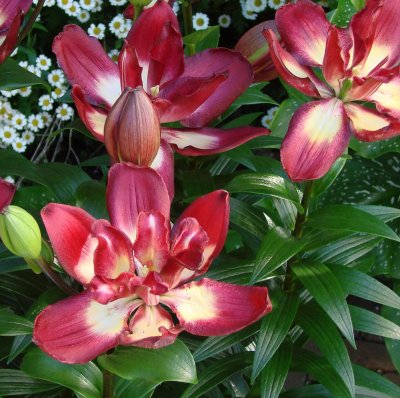 Lilium hybr. Double Sensation, Asiatisk Lilja, P11cm