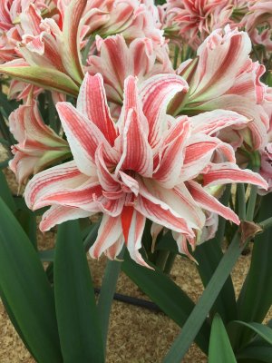 Amaryllis Doublet ®