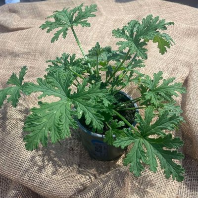 Doftpelargon Doktor Westerlund