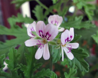 Doftpelargon, kruka, Dr Westerlund (Graveolens)