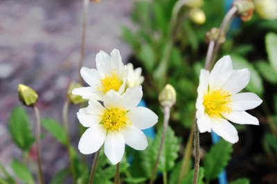 Dryas suendermannii, Fjällsippa, P9cm