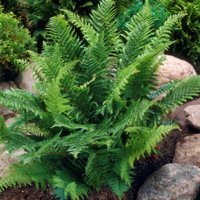 Dryopteris affinis, Raggträjon, C3