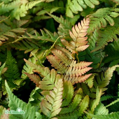 Dryopteris erythrosora, Blodbräken, P11cm