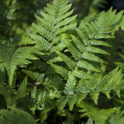 Dryopteris filix-mas, Träjon, C11cm