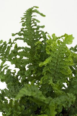 Dryopteris filix-mas Cristata