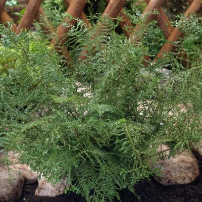 Dryopteris filix-mas Linearis Polydactyla, Finflikig Träjon