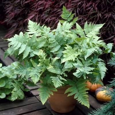 Dryopteris goldiana, Amerikansk Träjon, P9cm
