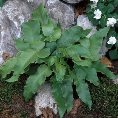 Dryopteris sieboldii, Halmbräken, P9cm