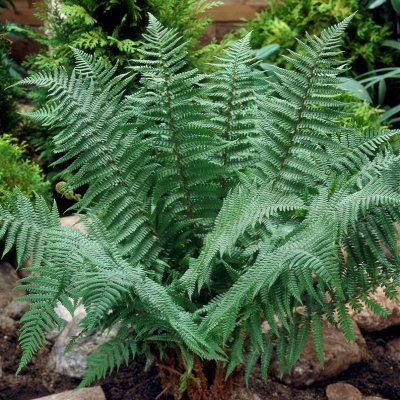 Dryopteris wallichiana, Svansbräken