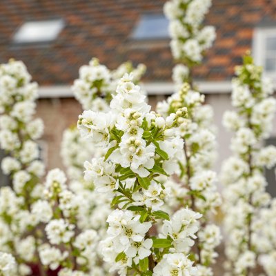 Exochorda x macrantha Magical Springtime ®