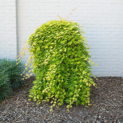 Acer palmatum Cascade Gold ®