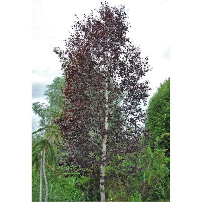 Betula pendula Purpurea, Blodbjörk