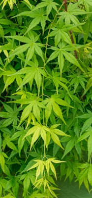 Acer palmatum Ryusen ®
