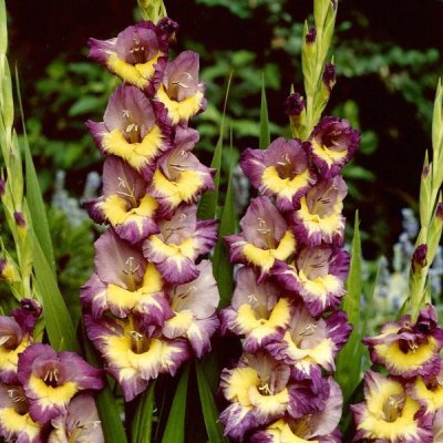 Gladiol Storblommig Dynamite 10st