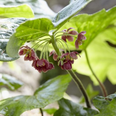 Dysosma (Podophyllum) versipellis, Fotblad, P11cm