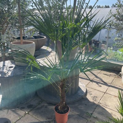 Trachycarpus fortunei Väderkvarnspalm