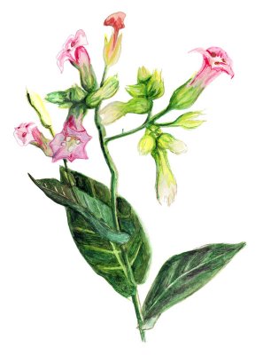 Virginiatobak Alida