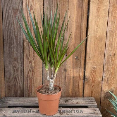 Dracaena marginata