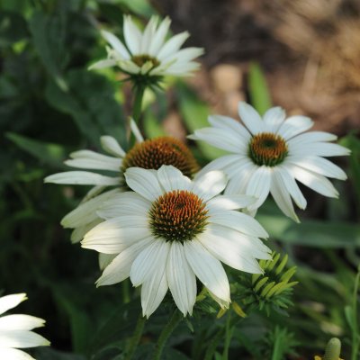 Echinacea purpurea PowWow™ White