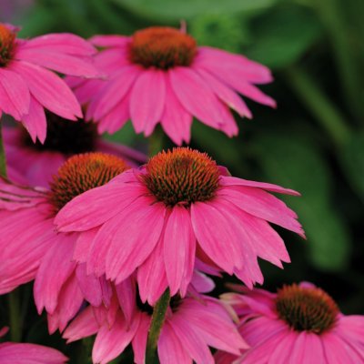 Echinacea purpurea PowWow™ Wild Berry