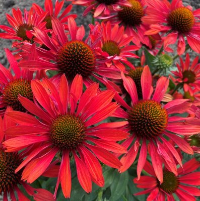 Echinacea hybr. SunSeekers ® Coral, Solhatt