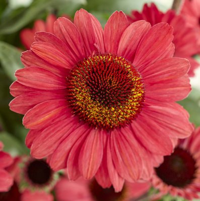 Echinacea hybr. SunSeekers ® Red