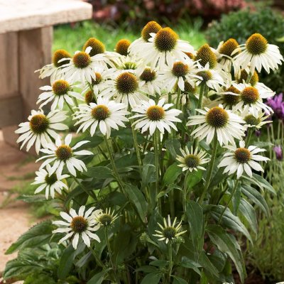 Echinacea purpurea Avalanche ®, Solhatt, SQ1