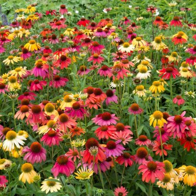 Echinacea purpurea Cheyenne Spirit, Solhatt, SQ1