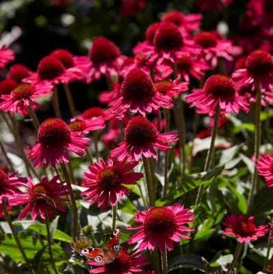 Echinacea hybr. Delicious Candy ®, Solhatt, C3